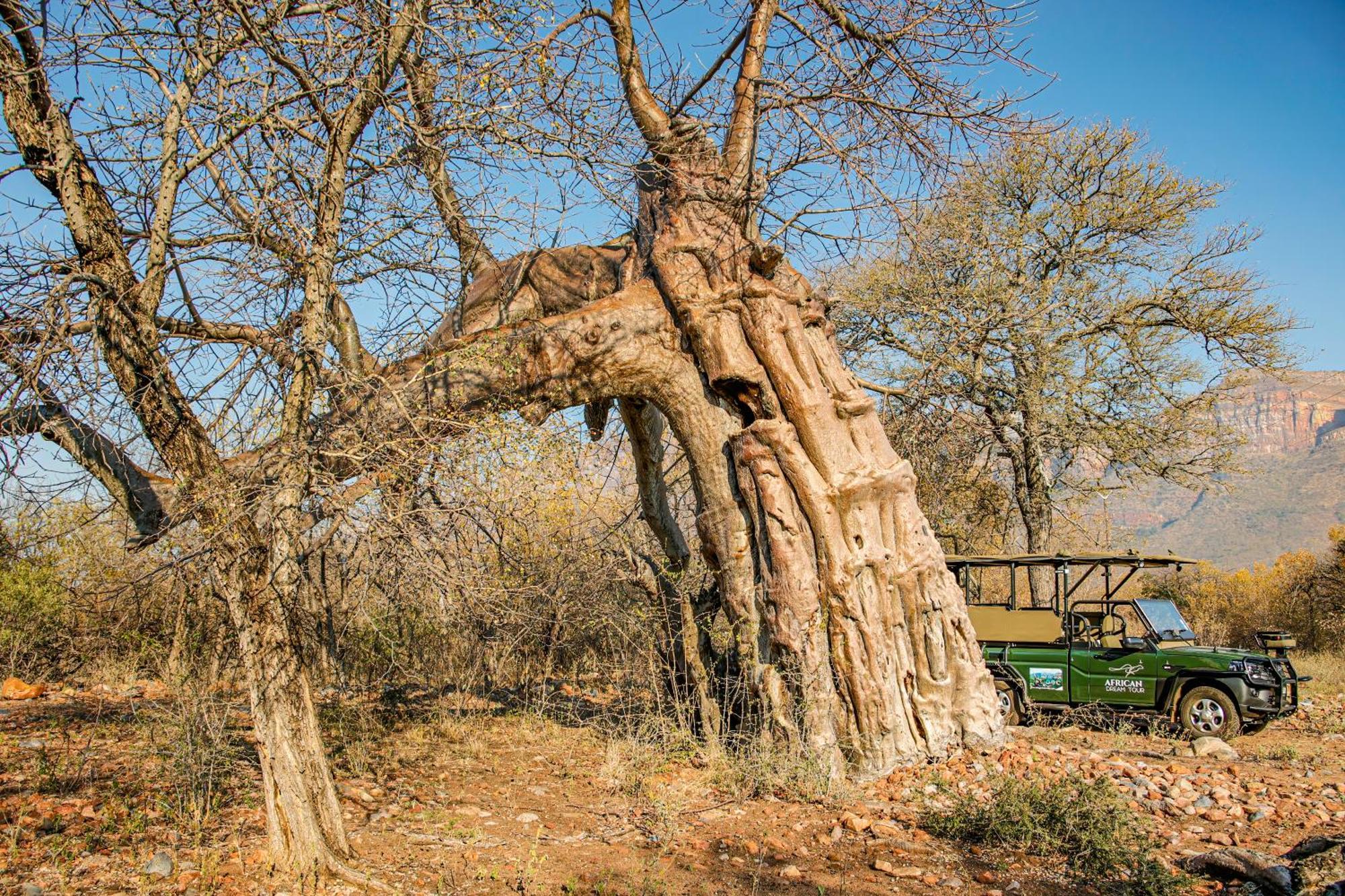 African Dream Tour Hoedspruit Exterior foto